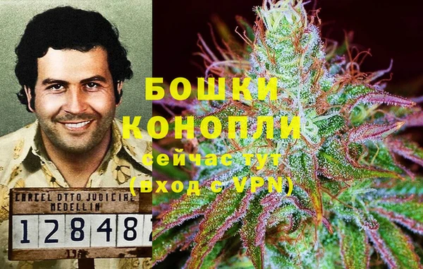 прущие грибы Тайга